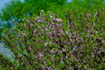 Blooming sakura on a background of green foliage. Summer day.