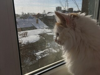 cat on the window