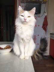 cat on the table