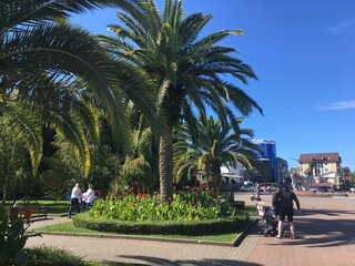 palm trees in russia