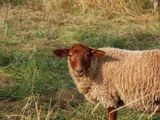  Ardennes Voskop sheep