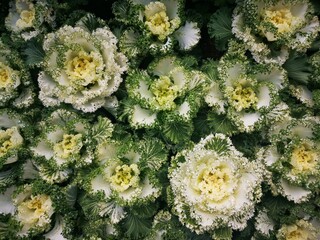 bouquet of flowers