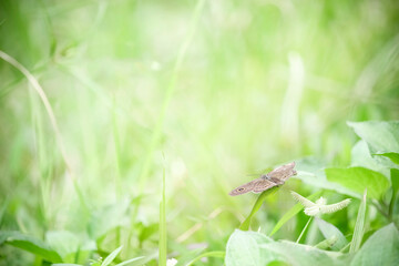 Butterfly on wildflower in summer field, beautiful insect on green nature blurred background, wildlife in spring garden, Ecology natural landscape
