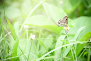 Butterfly on wildflower in summer field, beautiful insect on green nature blurred background, wildlife in spring garden, Ecology natural landscape