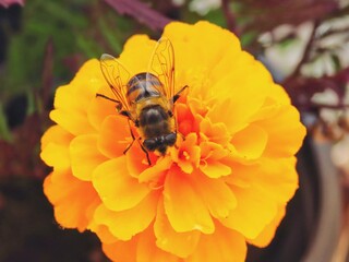 Drone fly on French marigold