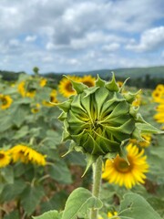 field of sunflowers