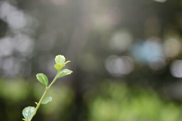 Beautiful green natural background, closeup of fresh green leaves under sunlight in early morning. Green leaf plant in sunshine, spring day morning wallpaper