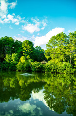 Deep Run Park Pond Reflections