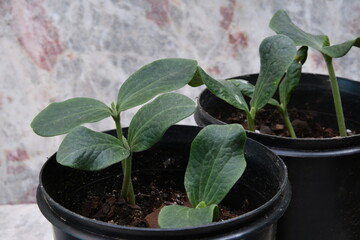 pumpkin seed germination