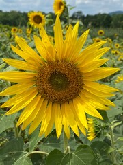 Fototapeta premium sunflower in the field