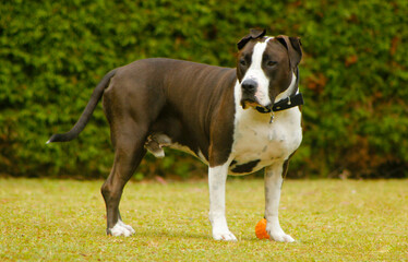 american staffordshire terrier