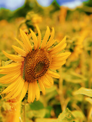 sunflower in the sun