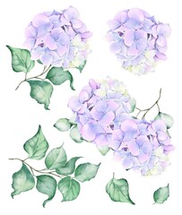 Watercolor Hydrangea Flowers Set. Flower Hortensia. Hortense.  - 369371670