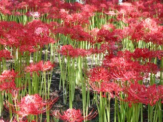 満開の曼珠沙華


