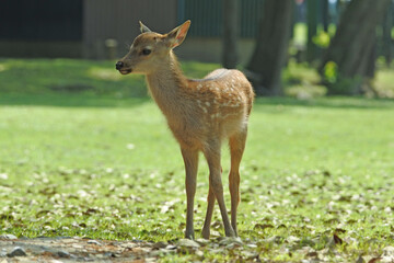 Fawn is standing on the grassland. Whole body.