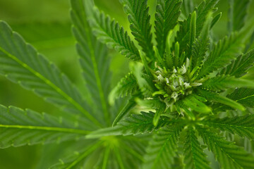 Close up of natural light growing medical and recreational indica strain maturing female marijuana bud and leaves  on live plant