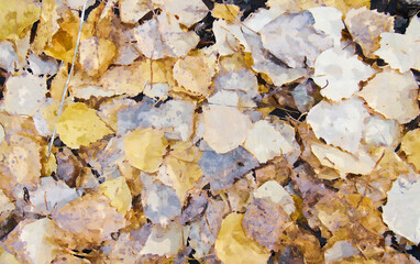 Autumn yellow, orange, brown fallen leaves from trees, birches, watercolor drawing.