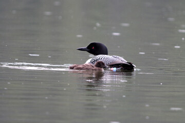 An adult Common Loon swims with her chick