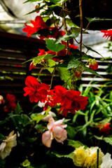 久住高原夏の花壇