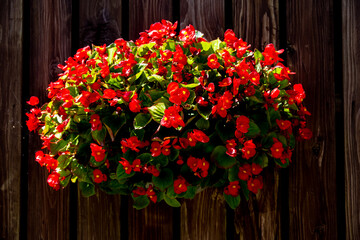 Fototapeta premium 久住のベゴニア