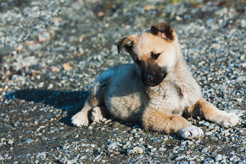 A puppy, a small brown-and-white dog with drooping ears lies on small rocks with a curious look, the background is blurred.