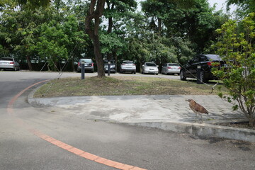 台湾をのそのそと歩く鳥