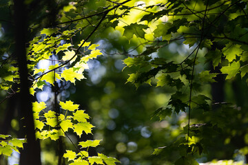 Leaves in forest