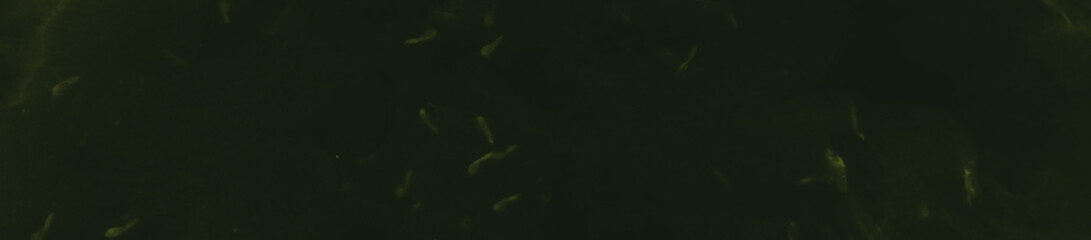 abstract black and dark green colors background for design