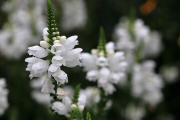 白いハナトラノオの花