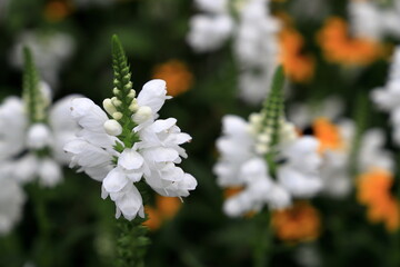 白いハナトラノオの花