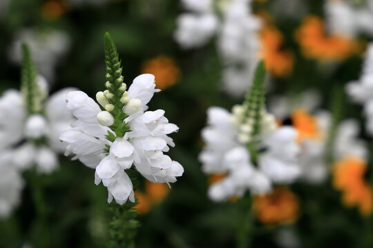 白いハナトラノオの花