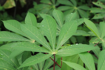 Fresh green cassava leaves with water droplets.Manihot esculenta.