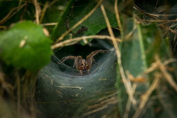 New York Funnel Web Grass Spider Guarding its Entrance