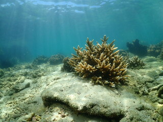 Naklejka na ściany i meble Staghorn corals and underwater beams.Acropora.