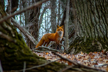Mother Fox Stands Guard