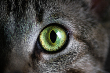 Cat Eye Texture