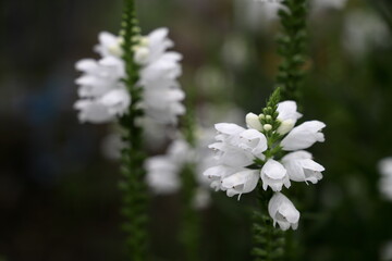 白いハナトラノオの花