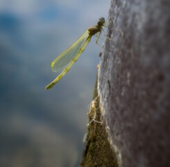 Damselfly Shortly After Molting