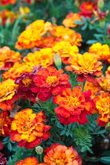 Tagetes erecta, Mexican marigold or Aztec marigold, African marigold  - ornamental and medicinal plant with orange and yellow flowers, species of the genus Tagetes 