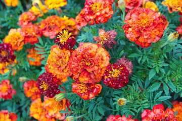 Tagetes erecta, Mexican marigold or Aztec marigold, African marigold  - ornamental and medicinal plant with orange and yellow flowers, species of the genus Tagetes 
