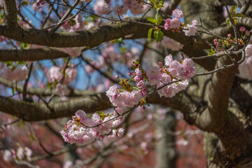 Closeup of cherry blossoms in full bloom at the Brooklyn Botanic Garden, New York City.