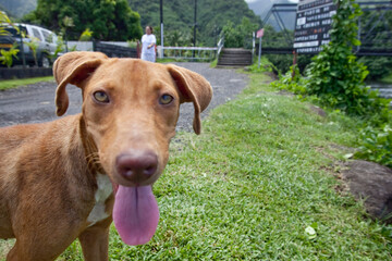 犬