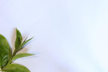 white background with edges adorned with fresh green tea leaves