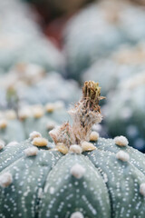 Thorny desert plants cacti and prickly pear
