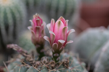 Thorny desert plants cacti and prickly pear