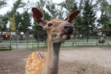 Obraz premium fawn in zoo