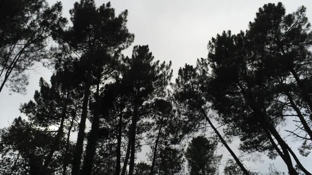 Nature and trees in Galicia,Spain. Aerial Drone Footage