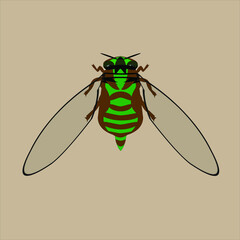 insecto chicharra nombre científico cicada