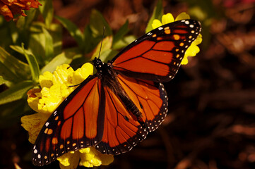monarch butterfly on a flower