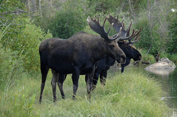 Double Moose